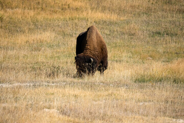 close-up of wild American Bison 