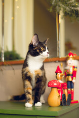 Tortoiseshell cat on a New Year's background