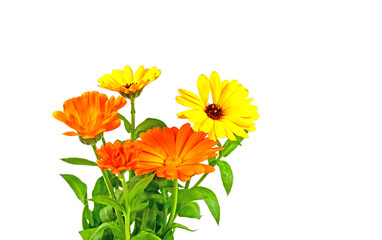 Blühende Ringelblumen vor weißem Hintergrund