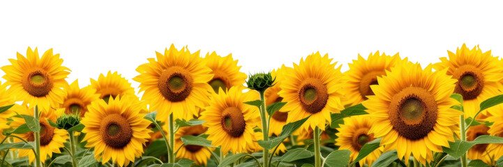 Obraz premium PNG Sunflowers field backgrounds outdoors nature.