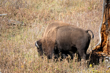 Obraz premium close-up of wild American Bison 