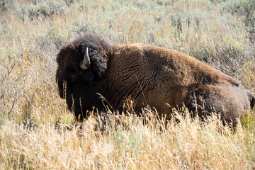 Fototapeta premium close-up head-shot of a wild American Bison 