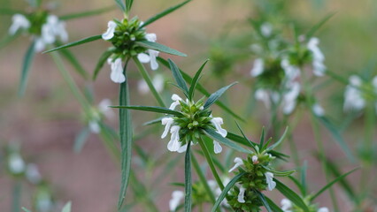 Close up of the flowering Leucas lavandulifolia plant species with beautiful white petals. It is also known as Lavender Leaf and Lenglengan.