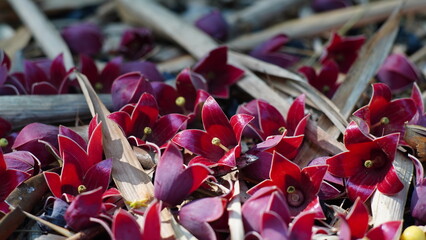 Winged boot tree (Pterocymbium tinctorium) flowers fall on the forest floor