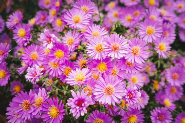 Purple Mihailov daisiesas nature concept for design. Aster dumosum (Symphyotrichum dumosum, bushy aster), blooming with purple and pink colorful flowers.