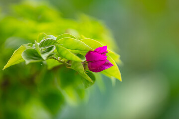 Fleur mauve du Bougainvilliers