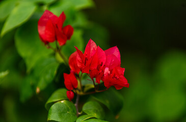 Fleurs de Bougainvilliers rouge