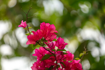 Fleurs de Bougainvilliers rouge © Temanu