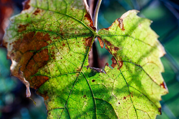 Macrophotograph of a green and brown leaf partially eaten by insects.