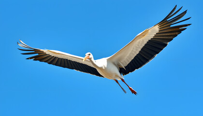 Obraz premium Stork flying solo in a bright blue sky, showcasing the bird's powerful wingspan and elegance in flight isolated with white highlights, png