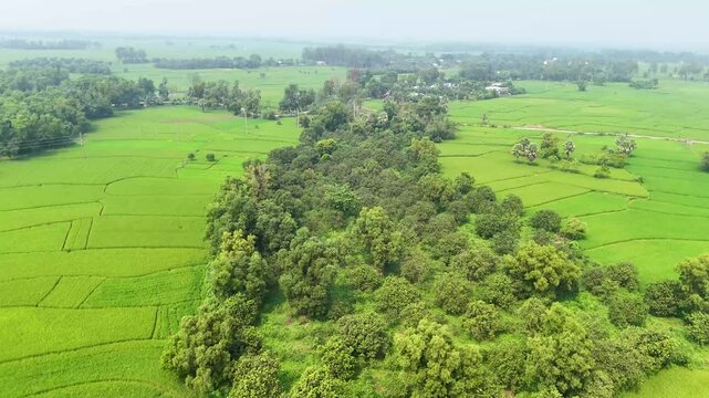 Aerial view Mango Garden  orchards field mango farm with blue sky background Garden of mango trees  plantation Fruit garden drone footage top view drone view landscape 4K aerial views