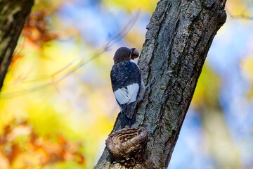 Red-headed Woodpecker,(Melanerpes erythrocephalus) he brings acorns and hides them in the crevices of the tree