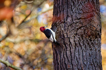 Red-headed Woodpecker,(Melanerpes erythrocephalus) tricolored migrating bird in Ohio state park