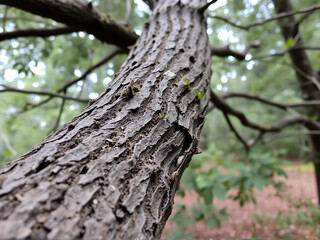 Obraz premium A detailed close-up of a tree trunk showcasing its textured bark and natural patterns.