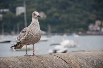 La cría de la gaviota con cara al frente en el puerto de Donostia, San Sebastián