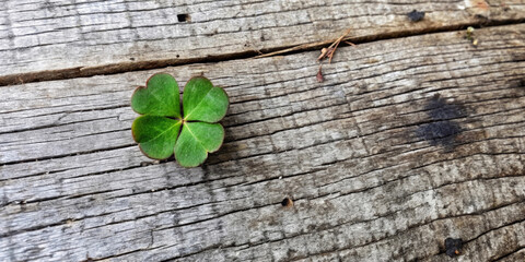 Green four-leaf clover rests on a weathered wooden surface,highlighting its vivid color against the dull gray of the wood. The rough texture and natural grain of the boards give it a rustic charm. AI 