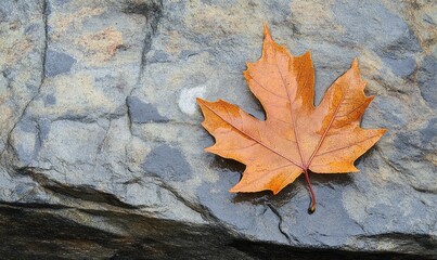A leaf is on a rock