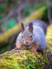 A red squirrel looking at a camera