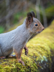 A red squirrel on a mossy log. Profile portrait of rodent