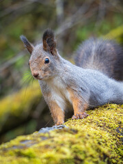 A red squirrel looking at a camera