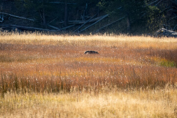 wild coyote (Canis latrans), also known as the American jackal, prairie wolf, or brush wolf hunting...