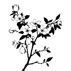 Fototapeta premium Plants Pear Blossom