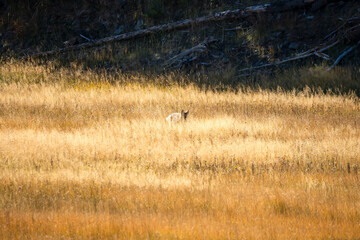wild coyote (Canis latrans), also known as the American jackal, prairie wolf, or brush wolf hunting for prey amongst tall autumn grasses, Wyoming USA