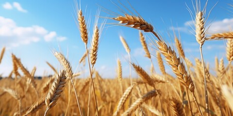 Field of golden wheat with a clear blue sky in the background. The wheat is tall and full, with a few clouds in the sky