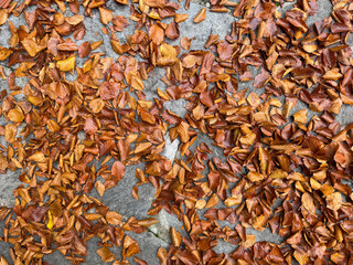 A carpet of fallen leaves