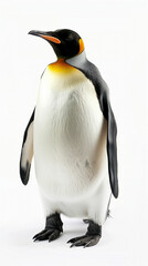 A majestic emperor penguin stands proudly on a white background, showcasing its distinctive black, white, and yellow plumage in bright daylight
