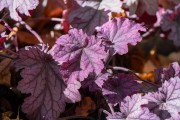 close-up of Saxifrage Heuchera Autumn Leaves