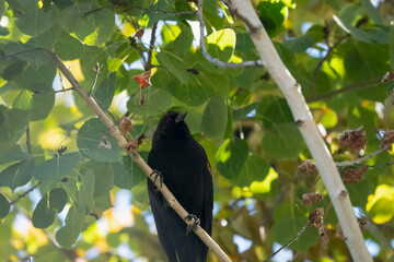 a male red-winged blackbird (Agelaius phoeniceus) perched in a tree