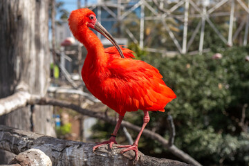 Scarlet Ibis Eudocimus ruber Bird with curved bill and bright red feather coat during daytime sunlight, isolated with bokeh background and eyes visible. Looking and cleaning itself, flexing its wings.