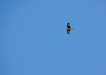 a wild red kite (Milvus milvus) in flight, clear blue sky