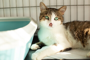 Cat without a nose in a cage