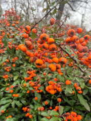 an orange tree in the park that looks like a rowan