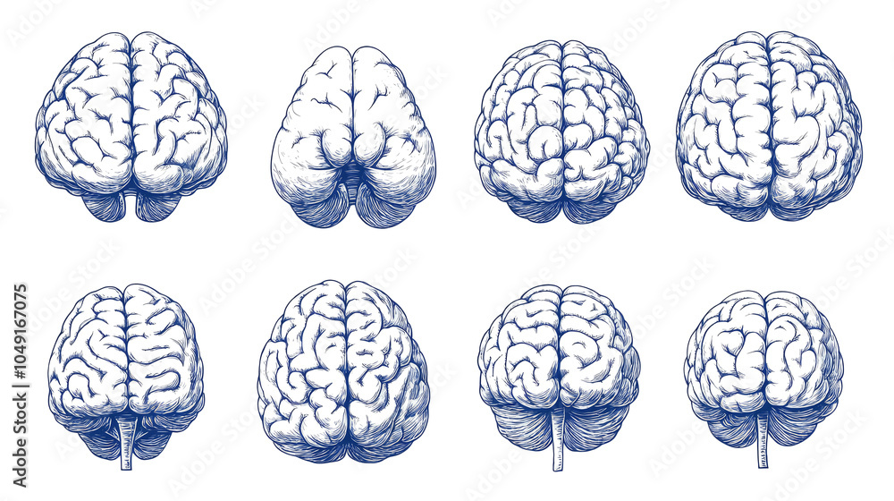 Poster collection of brain sketches displayed on a transparent background generative ai
