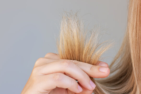 Close-up of the dry split ends in the young blonde woman's hand isolated on a grey background. Hair care