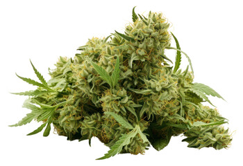 PNG Cannabis bud plant herbs leaf.