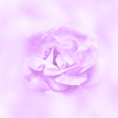 Obraz premium sweet color roses in soft color and blur style on mulberry paper texture