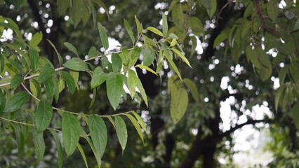 Fototapeta premium Alangium salvifolium, or Ankolam, is a medicinal tree with fragrant flowers, thorny branches, and fruits used in traditional Ayurvedic remedies.