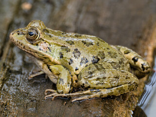 Frog in a drinking trough, near the town of Xativa, Spain.