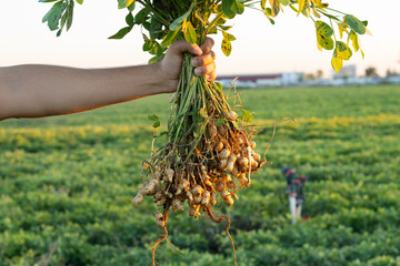 A farmer holding freshly harvested peanuts with roots in a field. The background features green...