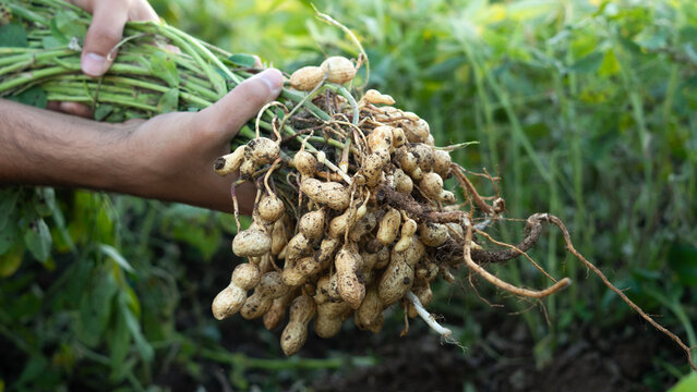 A farmer holding freshly harvested peanuts with roots in a field. The background features green peanut plants under a sunset, showcasing agricultural activity.