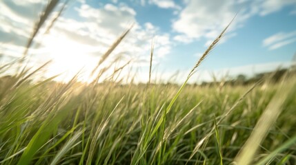 Under clear skies, golden sunlight gently warms the lush green grass of an expansive field, conveying a sense of peace and the uplifting spirit of summer serenity.