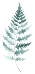 Obraz premium PNG Fern leaf art illustration plant.