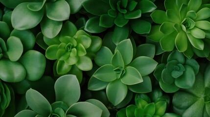 A vivid assortment of green succulent plants displays various leaf shapes and sizes, showcasing the diversity and resilience of these drought-tolerant plants.