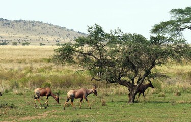 Topi antelope walking through grassland in kenya africa