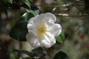 Obraz premium 白椿