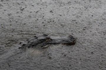 Alligator in the Rain